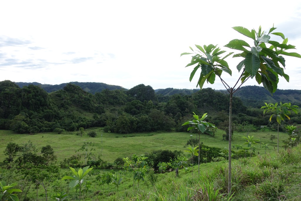 Evaluación de métodos para la extracción de extractos de Singamochila (Justicia chlorostachya)